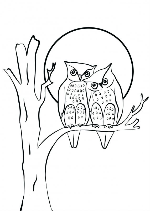 Bufnita de colorat p21