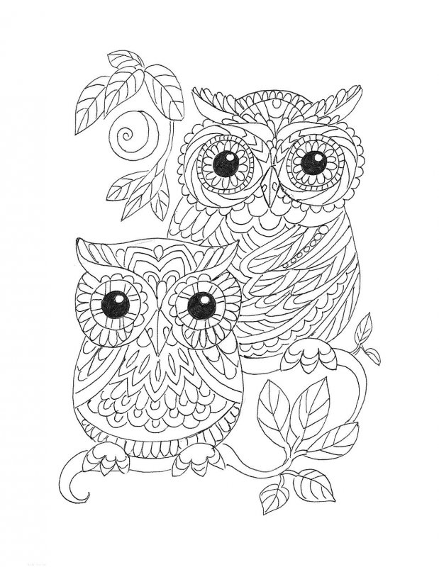 Bufnita de colorat p5