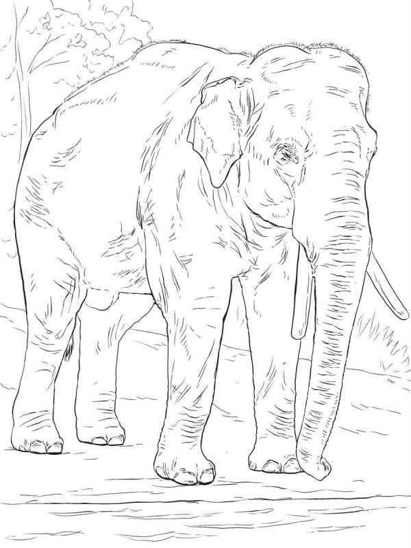 Elefant de colorat p10