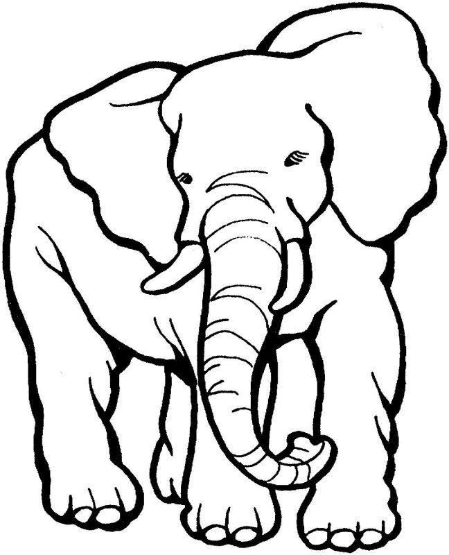 Elefant de colorat p23