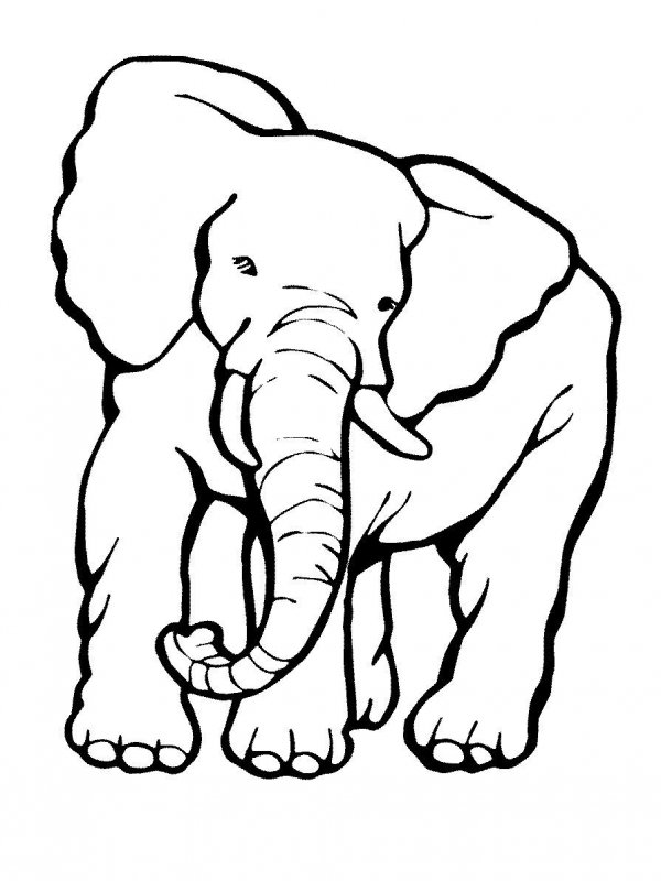 Elefant de colorat p40