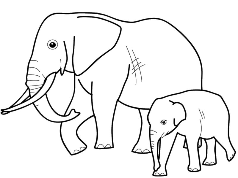 Elefant de colorat p49