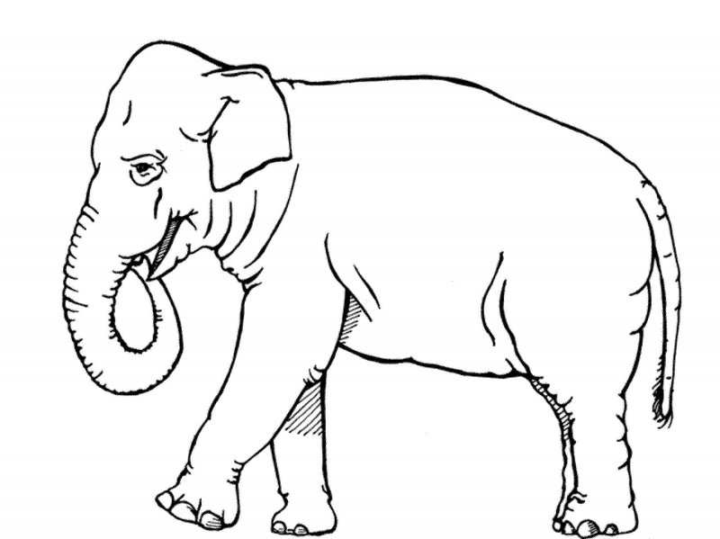 Elefant de colorat p16