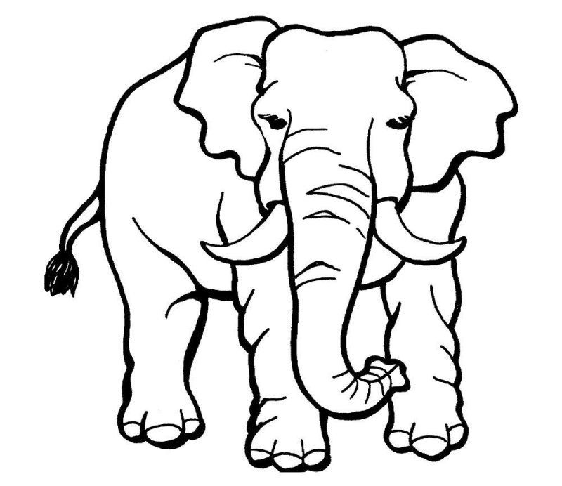 Elefant de colorat p38