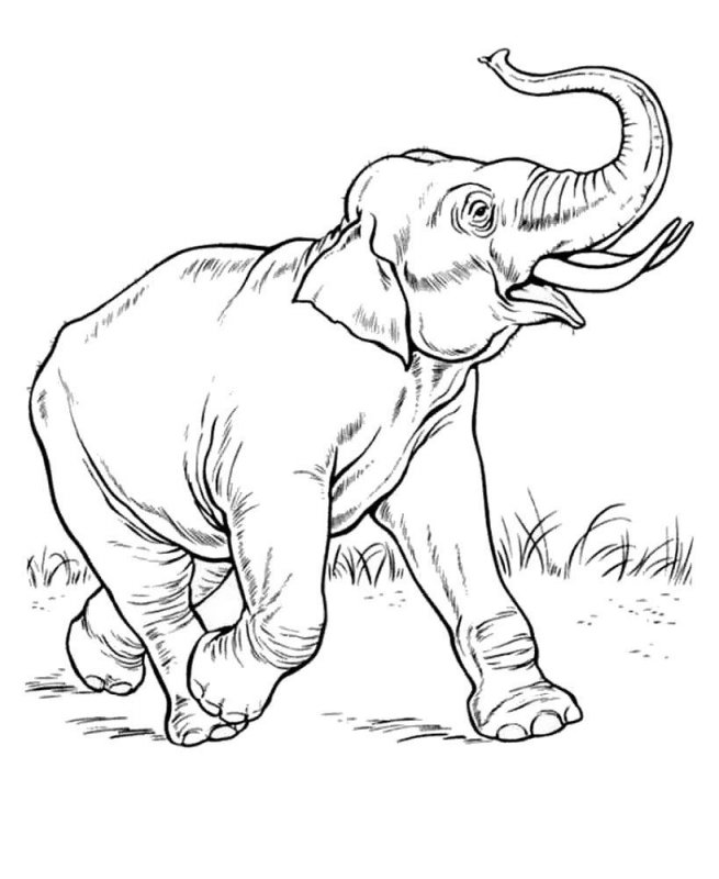 Elefant de colorat p35