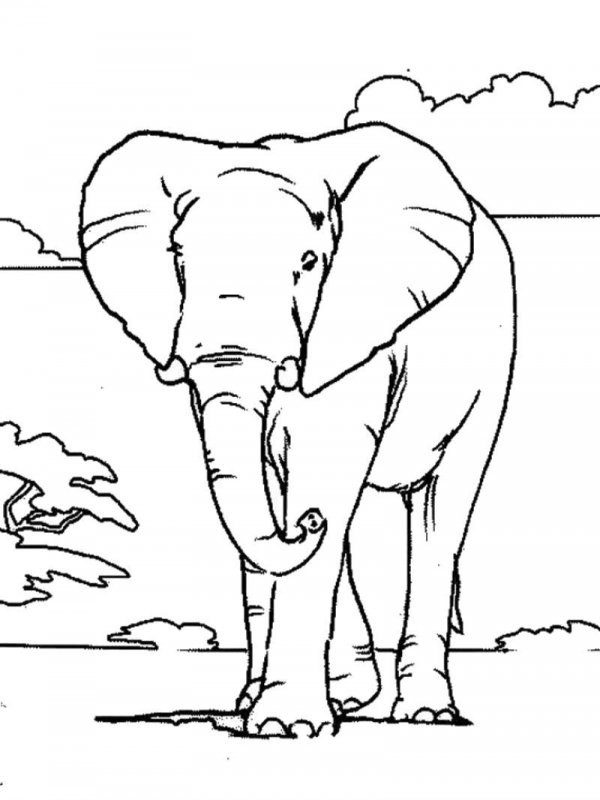 Elefant de colorat p4