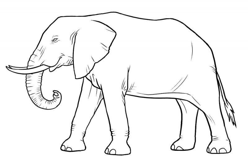 Elefant de colorat p48