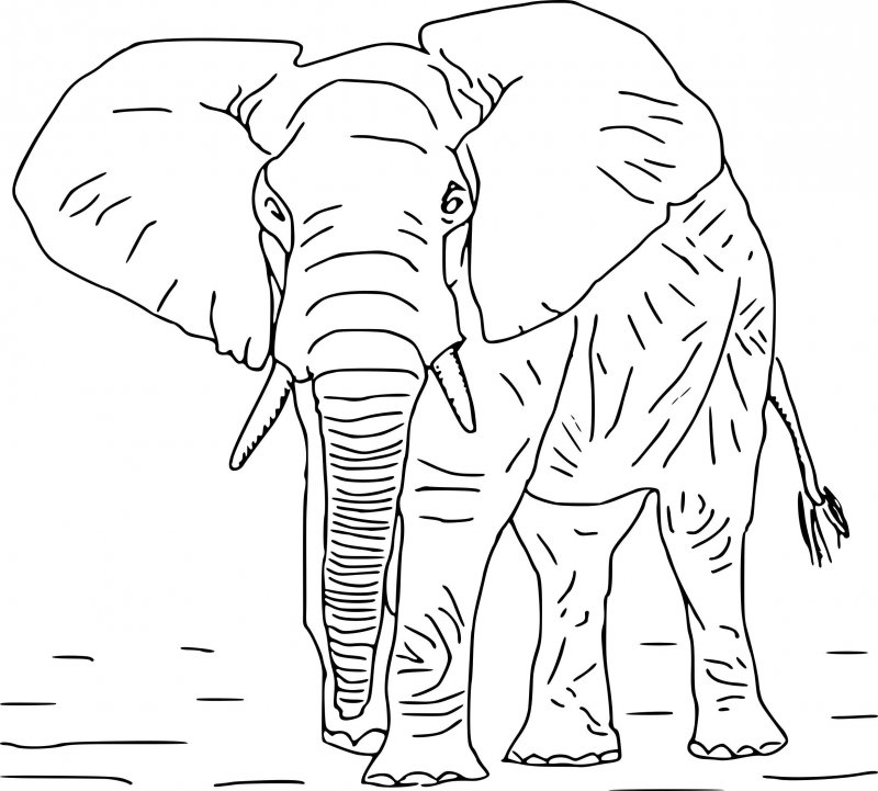 Elefant de colorat p15