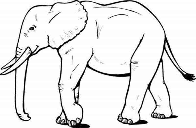 Elefant de colorat p5