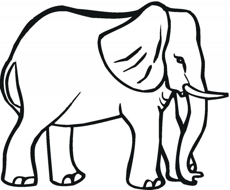Elefant de colorat p25