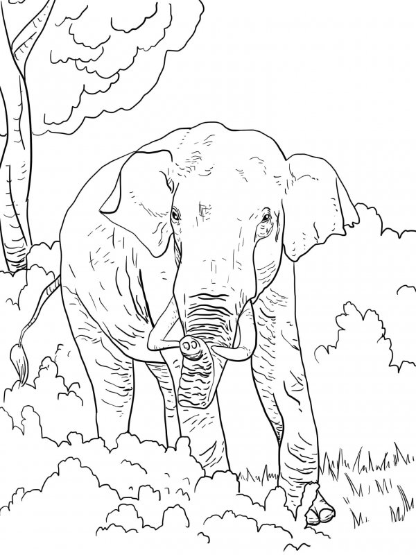 Elefant de colorat p29