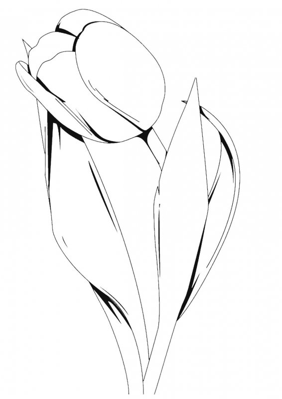 Lalele de colorat p5