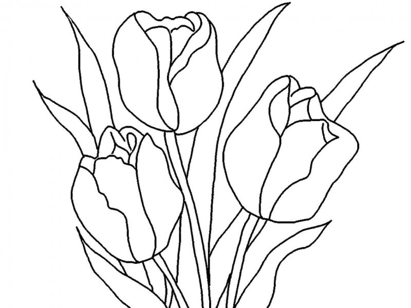 Lalele de colorat p29