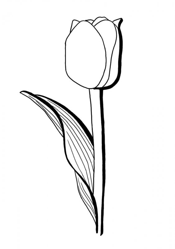 Lalele de colorat p17