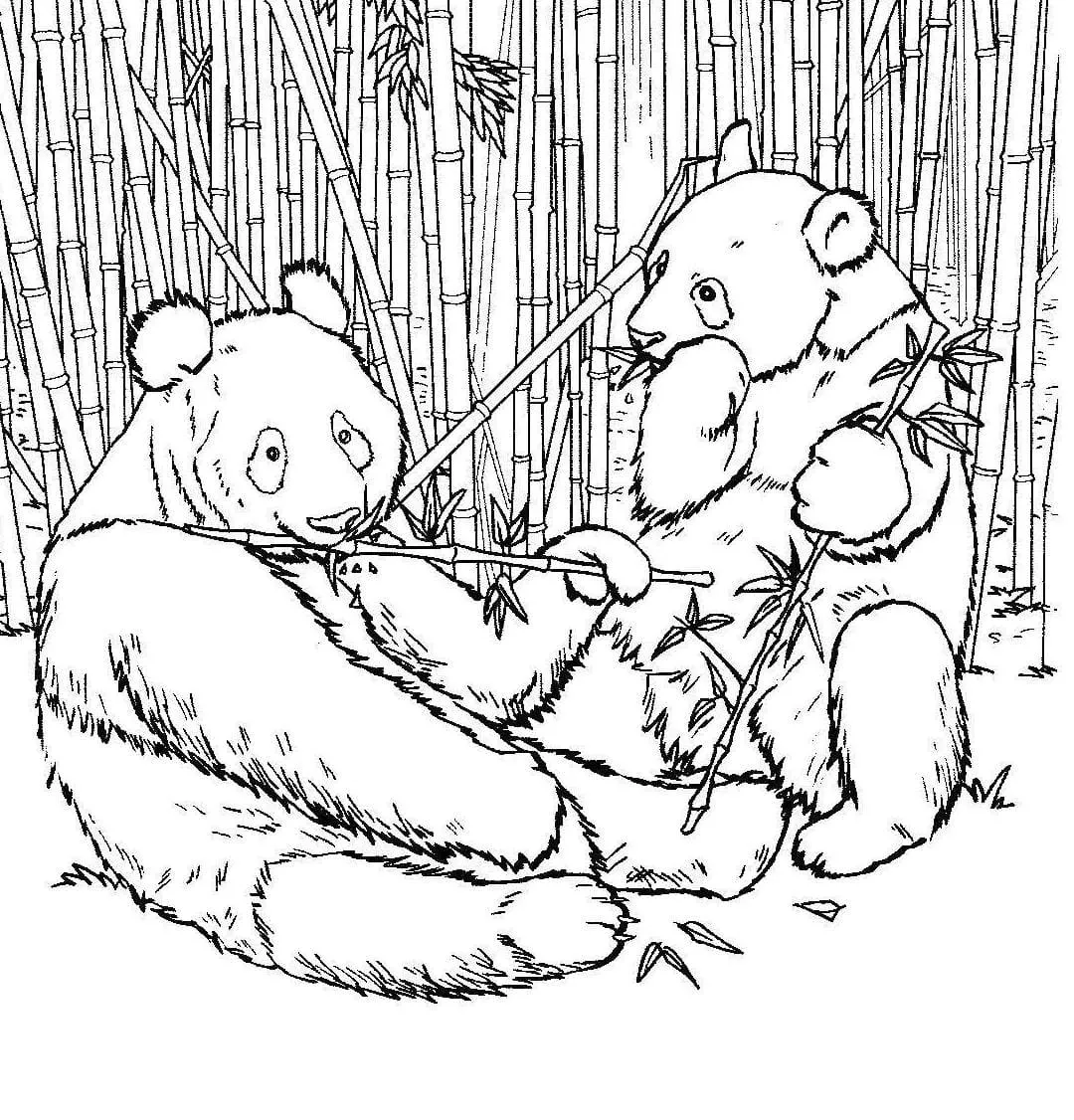 Fișă cu ursul panda de colorat p16