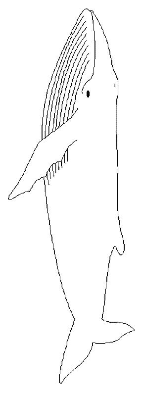 Fisă de colorat cu Animale balene de colorat p12