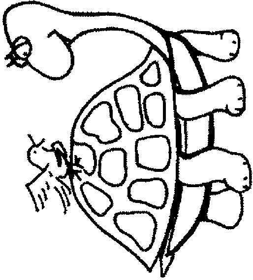 Fisă de colorat cu Animale broaste testoase de colorat p07