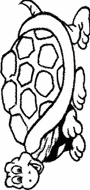 Fisă de colorat cu Animale broaste testoase de colorat p13