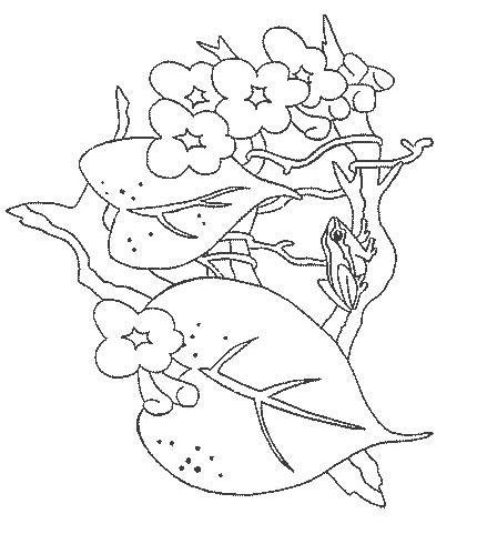 Fisă de colorat cu Animale broscute de colorat p05