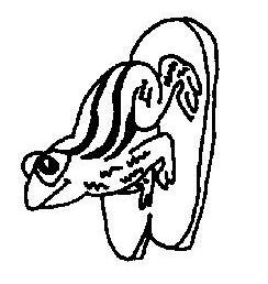 Fisă de colorat cu Animale broscute de colorat p10