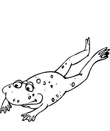 Fisă de colorat cu Animale broscute de colorat p18