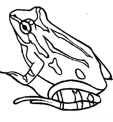 Fisă de colorat cu Animale broscute de colorat p25