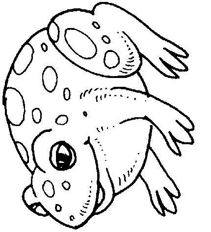 Fisă de colorat cu Animale broscute de colorat p31