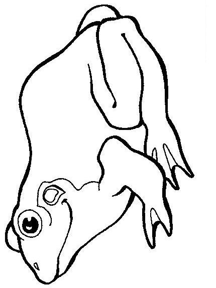 Fisă de colorat cu Animale broscute de colorat p34