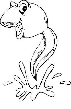 Fisă de colorat cu Animale broscute de colorat p58