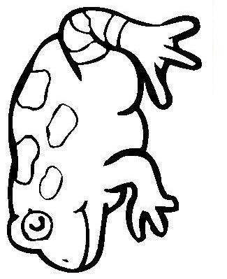 Fisă de colorat cu Animale broscute de colorat p78