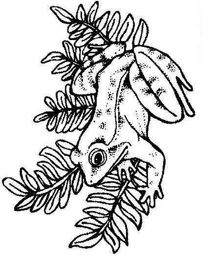 Fisă de colorat cu Animale broscute de colorat p80