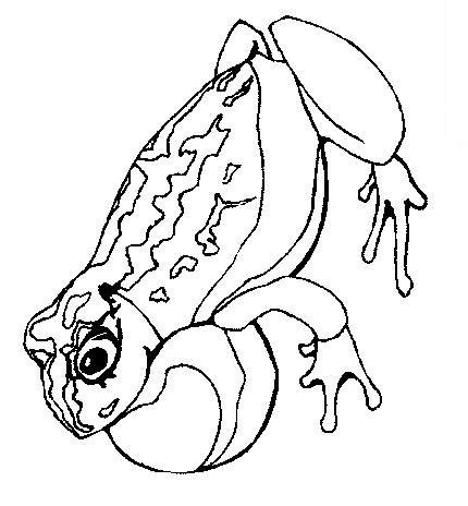 Fisă de colorat cu Animale broscute de colorat p81