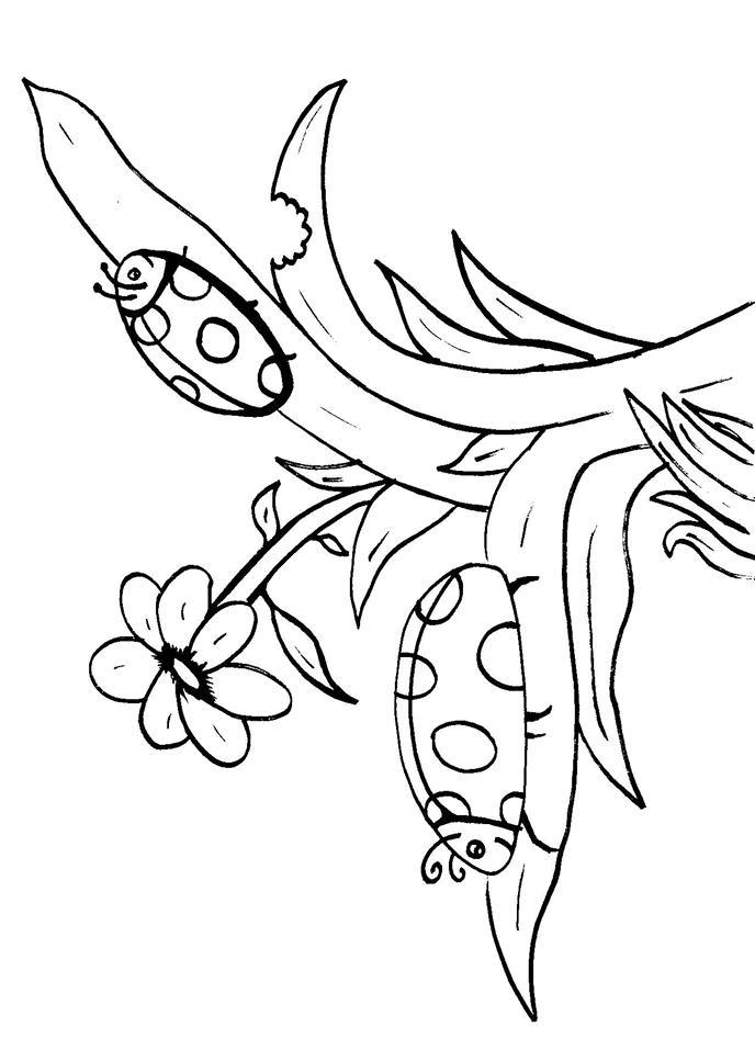 Fisă de colorat cu Animale buburuze de colorat p09