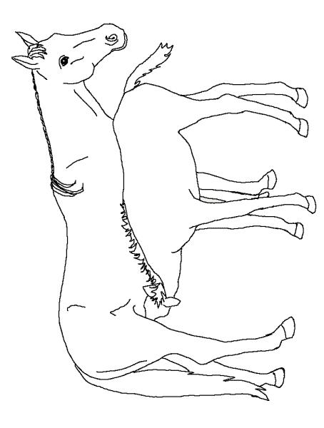 Fisă de colorat cu Animale cai de colorat p03