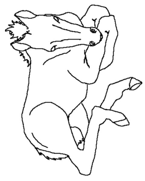 Fisă de colorat cu Animale cai de colorat p04