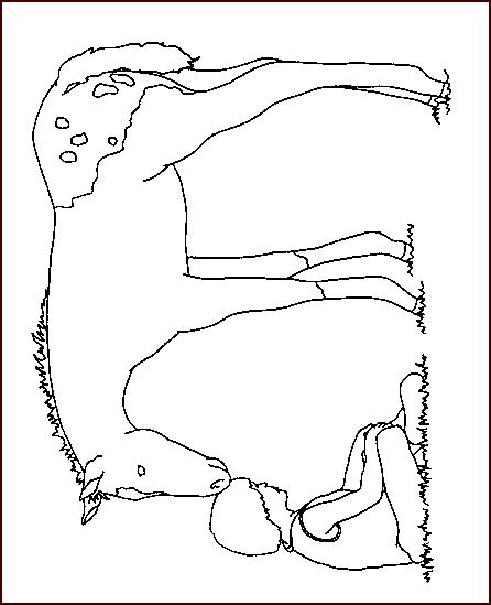 Fisă de colorat cu Animale cai de colorat p40