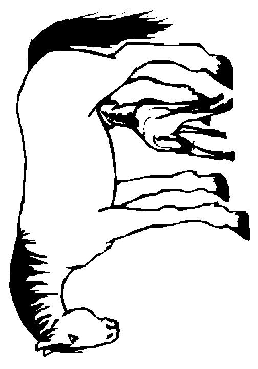 Fisă de colorat cu Animale cai de colorat p74