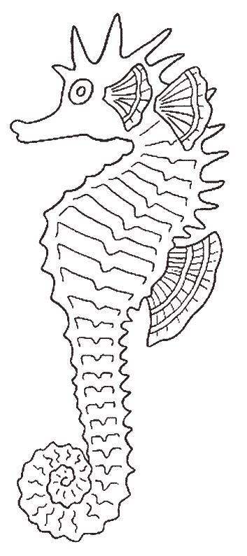 Fisă de colorat cu Animale caluti de mare de colorat p20