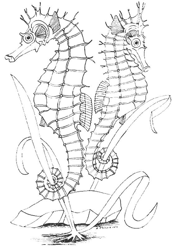 Fisă de colorat cu Animale caluti de mare de colorat p33