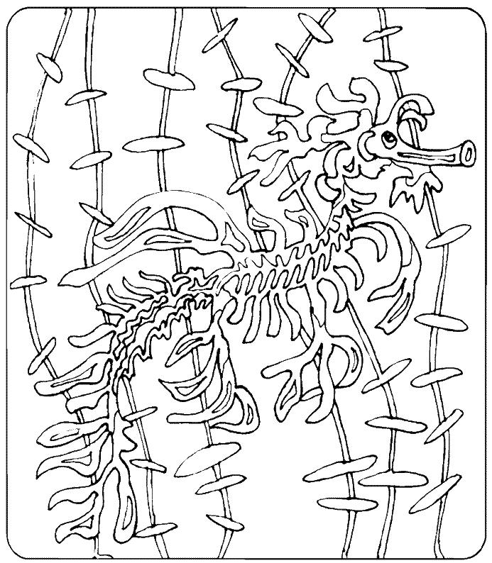 Fisă de colorat cu Animale caluti de mare de colorat p34