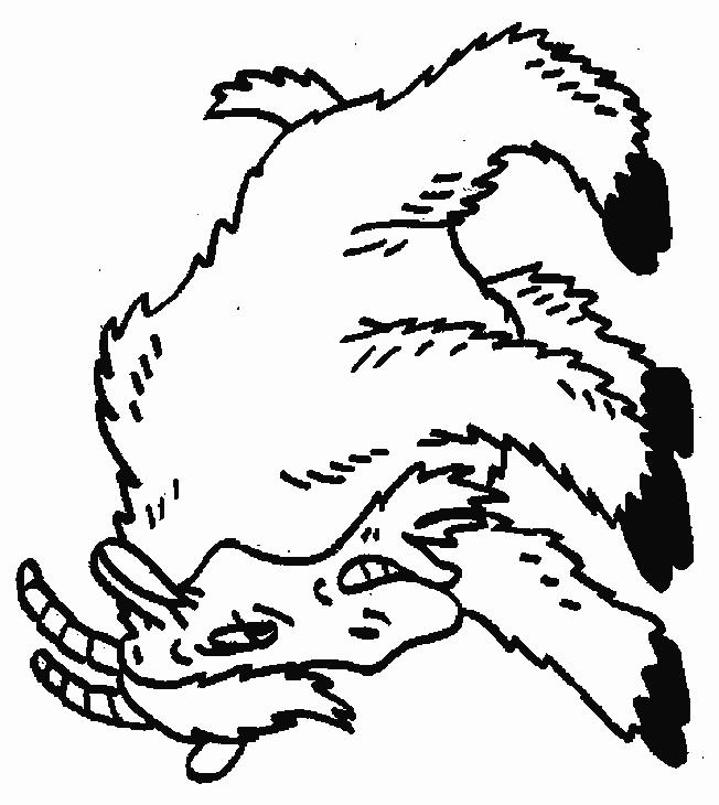 Fisă de colorat cu Animale capre de colorat p13