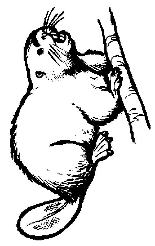 Fisă de colorat cu Animale castori de colorat p10