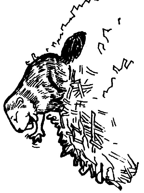 Fisă de colorat cu Animale castori de colorat p12