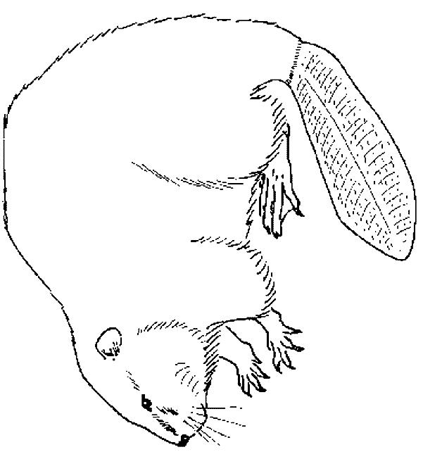 Fisă de colorat cu Animale castori de colorat p13