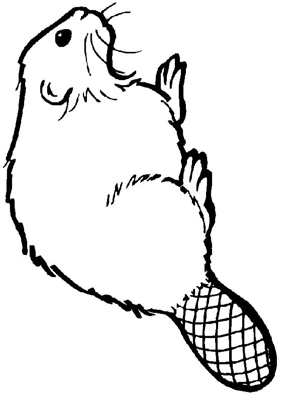 Fisă de colorat cu Animale castori de colorat p14