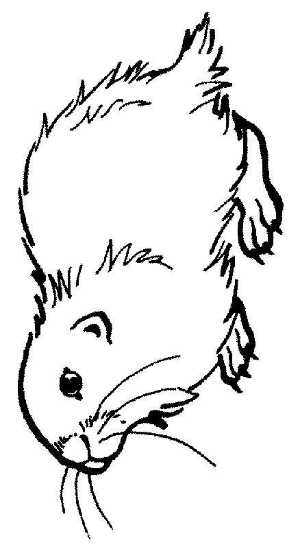 Fisă de colorat cu Animale cobai de colorat p01