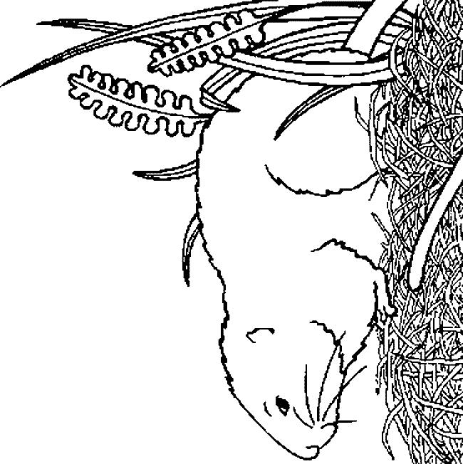 Fisă de colorat cu Animale cobai de colorat p04