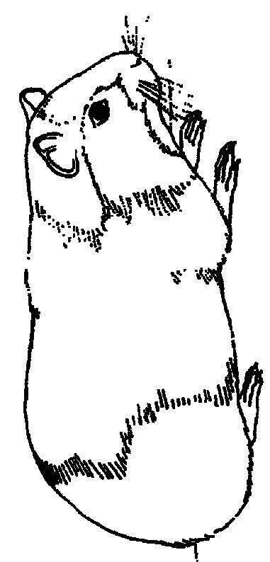 Fisă de colorat cu Animale cobai de colorat p05