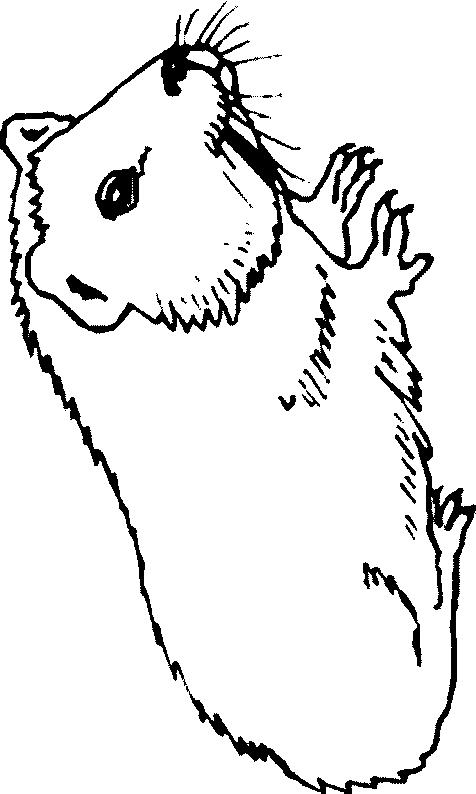 Fisă de colorat cu Animale cobai de colorat p06