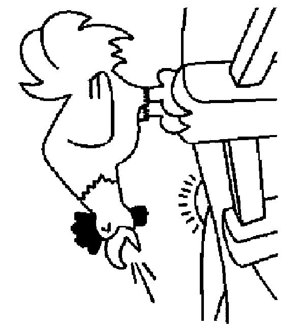 Fisă de colorat cu Animale cocosi de colorat p19